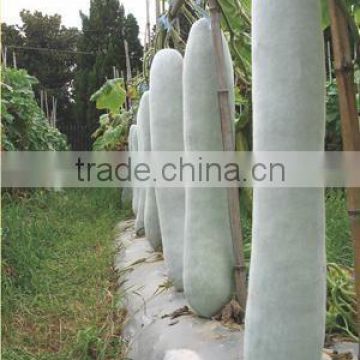 Early maturity Hybrid super long wax gourd seeds for Growing-Long Dragons