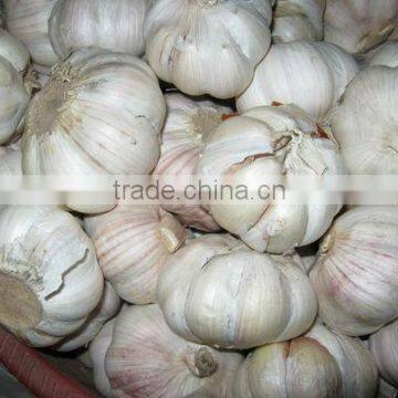 Vietnam Garlic good price (skype: visimex03)