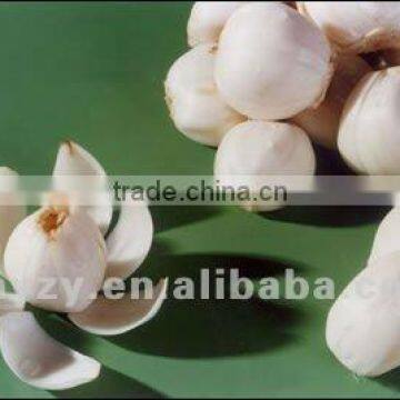 Dried Lily Bulb