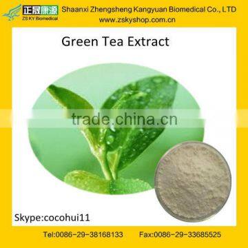 GMP manufacturer Supply Green Tea Extract Catechine Powder