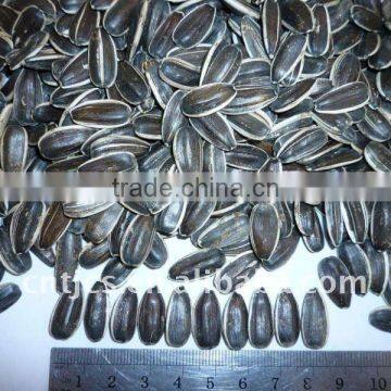 Chinese Sunflower Seeds 5135