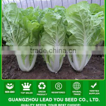 KC03 Bobang fast grow f1 hybrid pakchoi seeds Chinese cabbage seeds