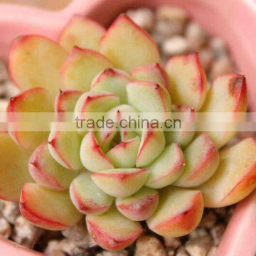 Horticultural Grade Diatomaceous Earth Potting Soil and Hydroponic Growing Medium photo-6