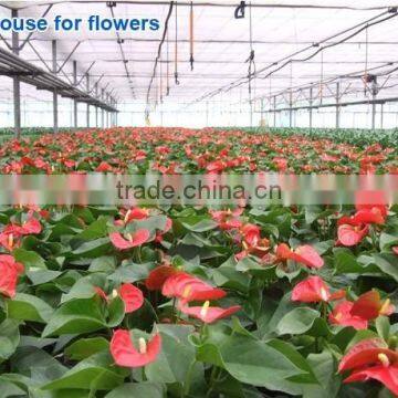 600w Double Chips LED Grow Light Full Specturm for Greenhouse and Indoor Plant Flowering Growing (5w Leds) photo-6