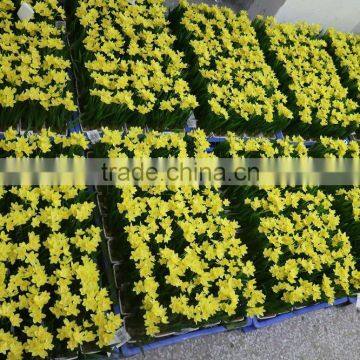 Artificial Mini Narcissus Bonsai for Table Decoration photo-6