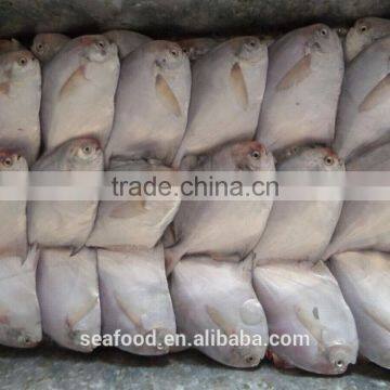 Frozen Silver Pomfret Fish photo-5