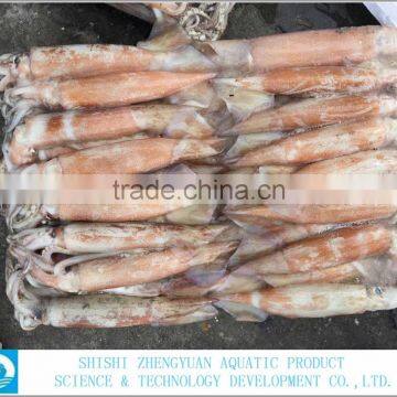 Frozen Pacific Squid W/R