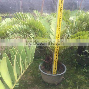 Zamia Furfuracea Bonsai Dia 8-20cm photo-3