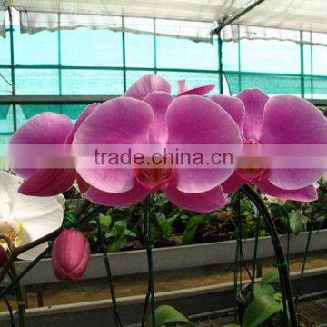 Phalaenopsis Orchid Plants flowers bloom & no flowers (CM)