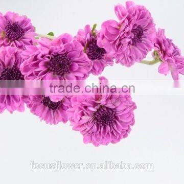 Small Chrysanthemum Spryed Head Purple Flowers Wholesale