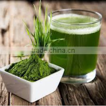 Superior Quality Wheat Grass Powder For Sales