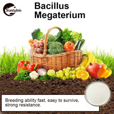 Bacillus Megatherium photo-5