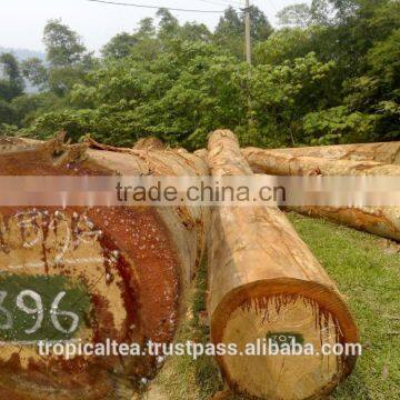 Big Size Keruing Log Laos wood