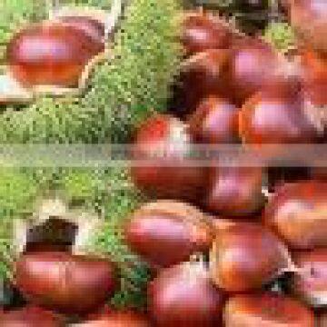 raw chestnut