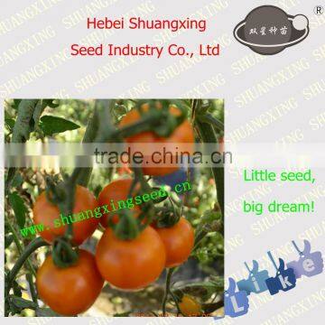 SXTS No.321 Chinese Orange Tomato Seeds