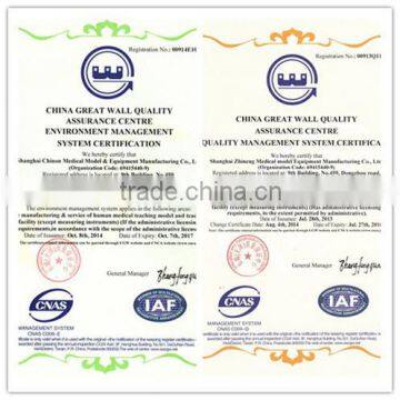 BIX-Y1024 12cm Ear Massage Model photo-6