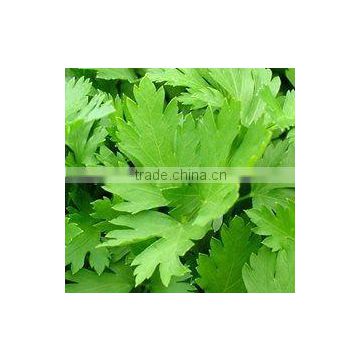 Parsley Seed Oil