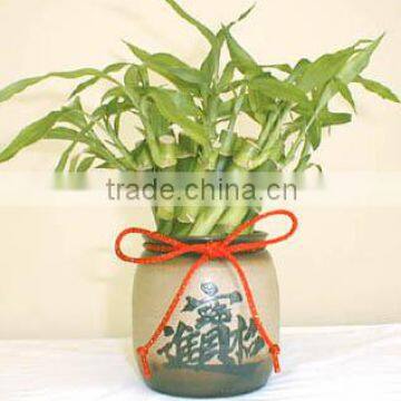 Decorative Plants for Living Room 40cm Straight Lucky Bamboo Live Plants for Wedding Gifts