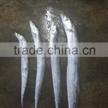 Largehead Hairtail photo-6