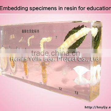 3D specimen/preserved specimen/ silkworm life cycle specimen