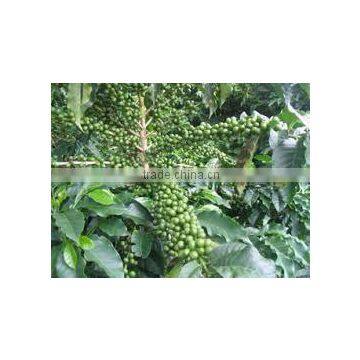 VIETNAM ROBUSTA COFFEE