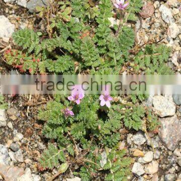 Pelargonium peltatum flore pleno (Ivy Geranium Double)