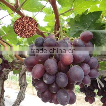 2016 High Germination Rate Big Delicious Grape seeds for sale