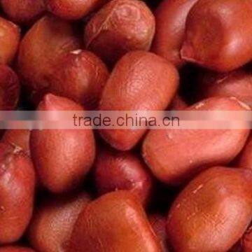 NEW CROP BOLD TYPE GROUNDNUT KERNEL 50/60