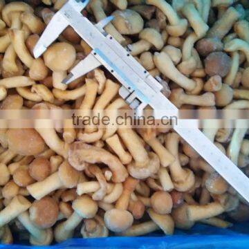 Individual quick frozen nameko top quality crop 2015