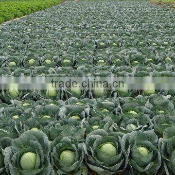 Early Maturity Cabbage Seeds ZHONG GAN No.828(F1) photo-2