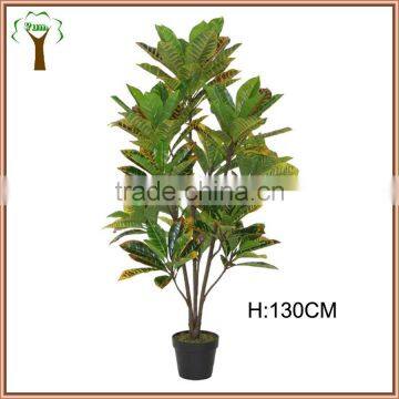 Indoor Decorative Variegated Laurel Plant photo-2