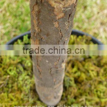 Artificial Plants - 3ft 4ft 5ft Buxus Bay Trees - Indoor Office House Plant photo-3