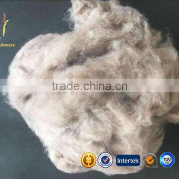 Pure Mongolian Cashmere Raw Sheep Wool Finest Cashmere In The World For Sale