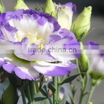 Color antique natural fresh eustoma