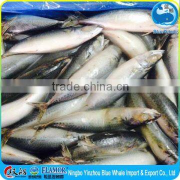 Cold Water Scomber Mackerel photo-3