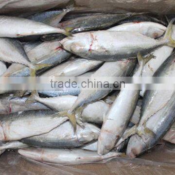 fresh frozen fish frozen indian mackerel fish