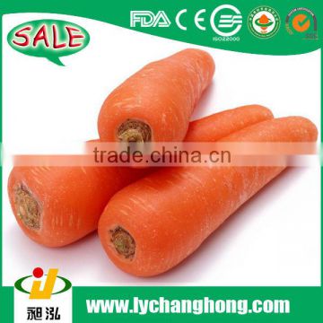 China fresh carrot hot new products for 2014