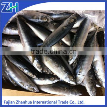 ready stock mackerel, China mackerel fish, frozen Japanese mackerel