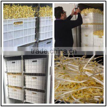 Soybean Sprout Machine photo-3