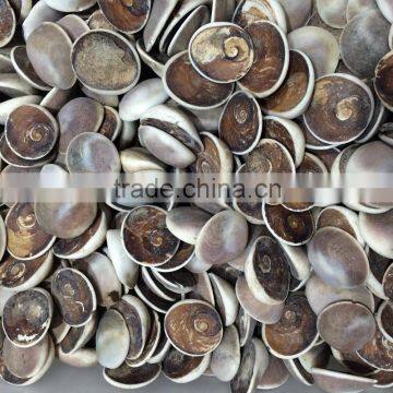 Mini Sized Conch Shell Fossil Crystal Stones For Sale