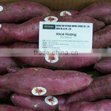 FRESH SWEET POTATO EXPORT IN VIET NAM