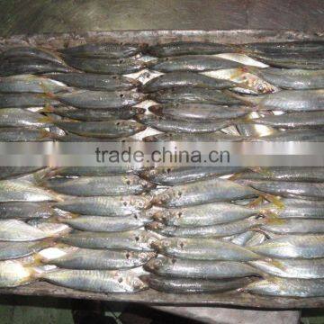 Indo Pacific Mackerel ( Short Body Mackerel) photo-2