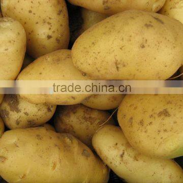 Chinese 2011 Fresh Potato in Good Quality and Competitive Price