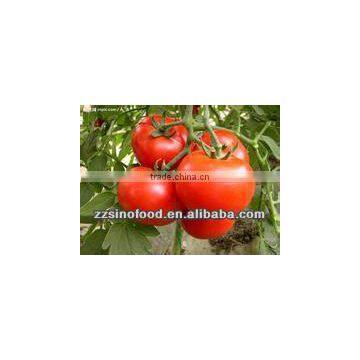 Various Kinds 70g to 4500g Tomato Paste for Canned Metal Tins