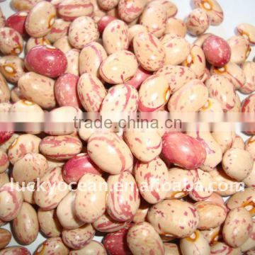 Crop 2015 LIGHT SPECKLED KIDNEY BEANS (HUANAN ROUND SHAPE)