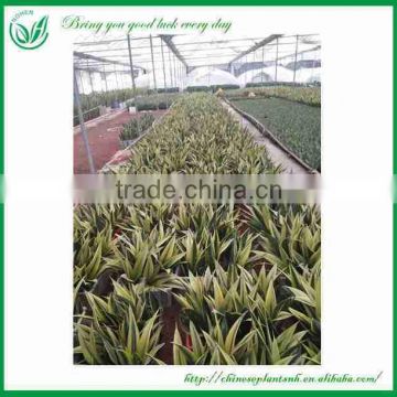 Indoor Plants Sansevieria