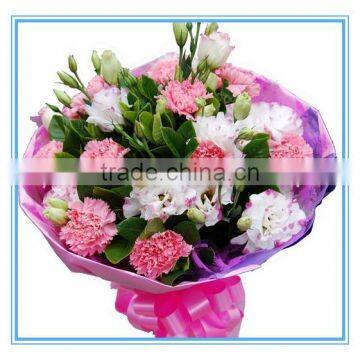 Various Colors Fresh Carnation Flowers