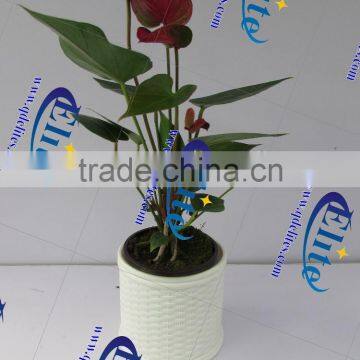 Chinese Porcelain Vases photo-6