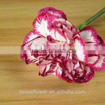 export fresh fresh cut flowers colombia carnation to the beloved