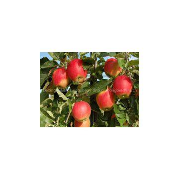 Apple extract